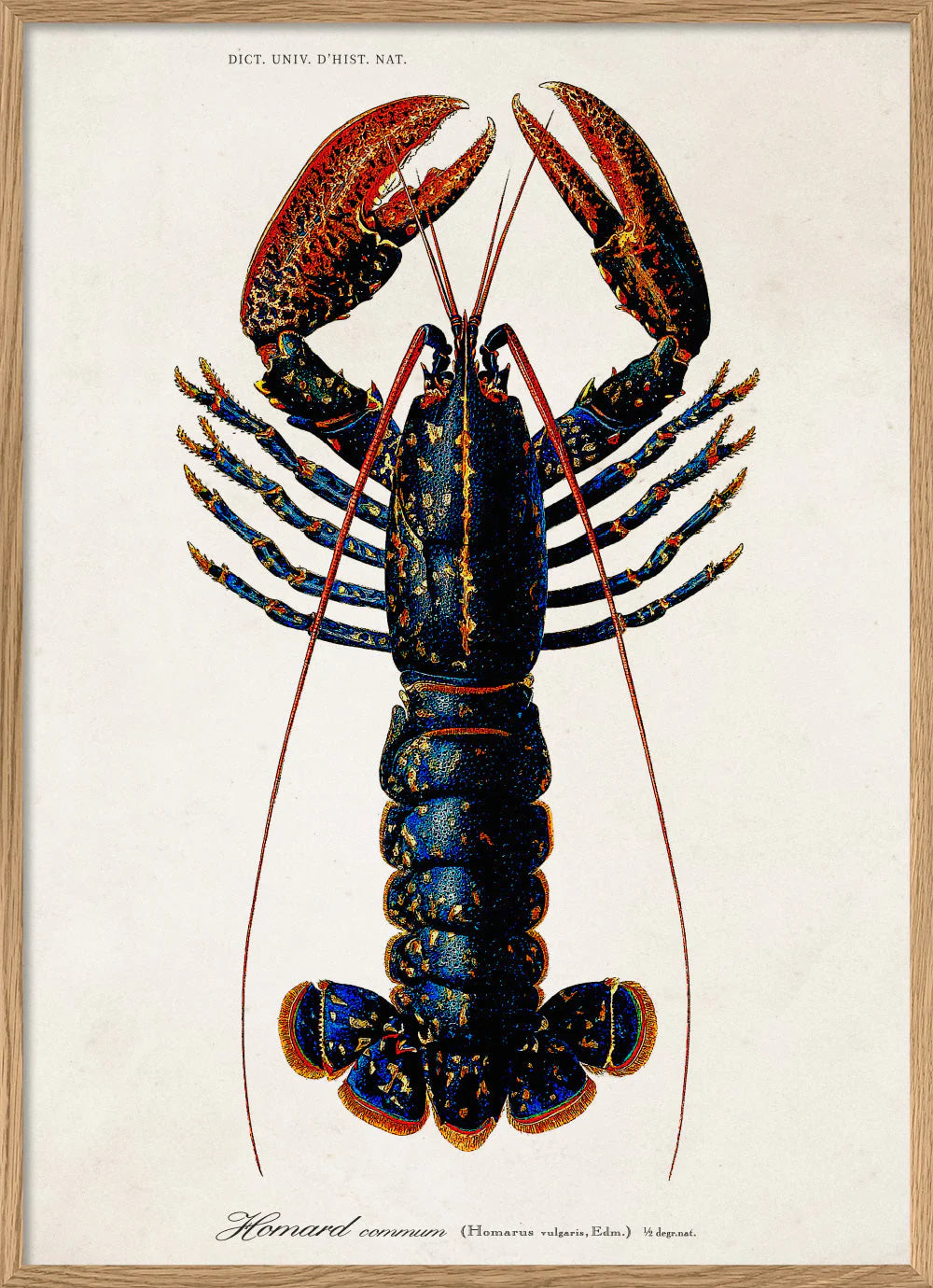 Cadre illustration homard - 70x100cm